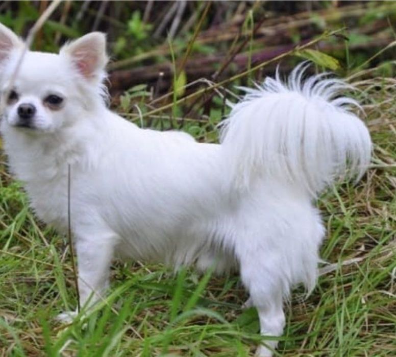 Передержка собак