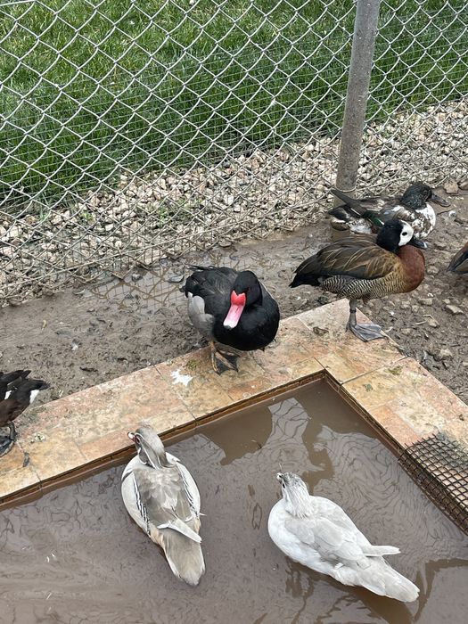 Vând rațe Micul Atlantic Standard și Argintiu