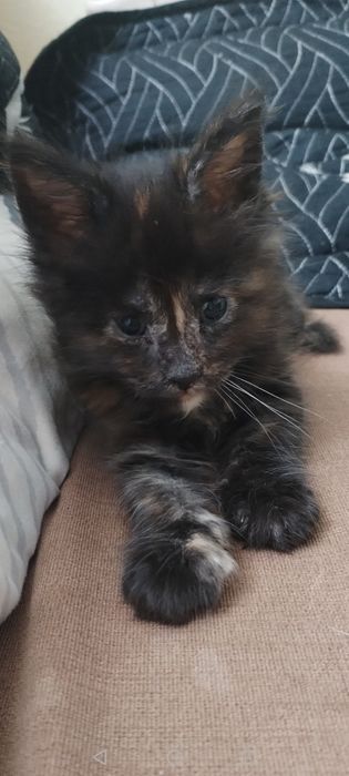 Мейн кун девочка