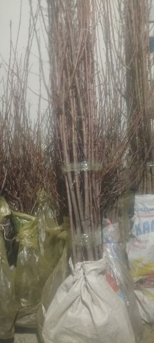 Олма крик голос шафтоли НОК ва бошка кучатлари