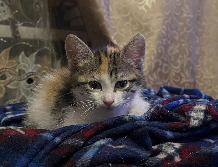 Дарю котенка,девочка,папа крысолов