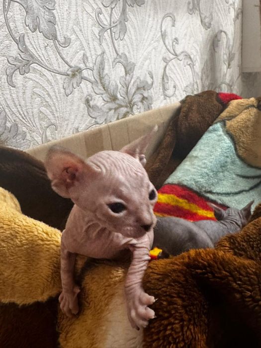 Продам котят донского сфинкса!