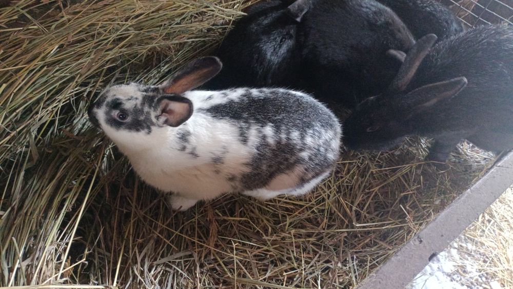 Продам кролов парней.