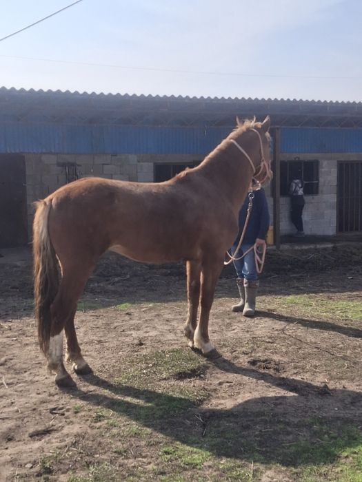 Пподам жеребец 4годика