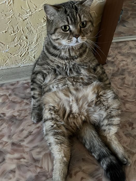 Отдам кота даром