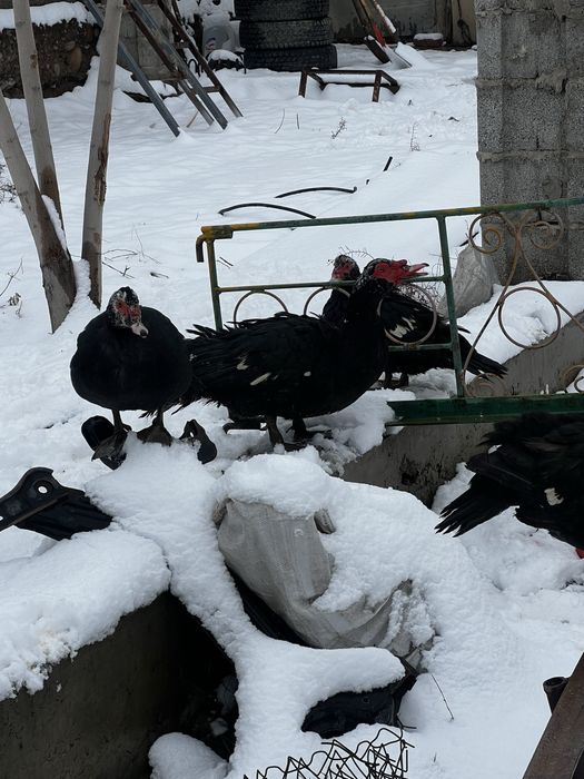 Индоутка индоутки