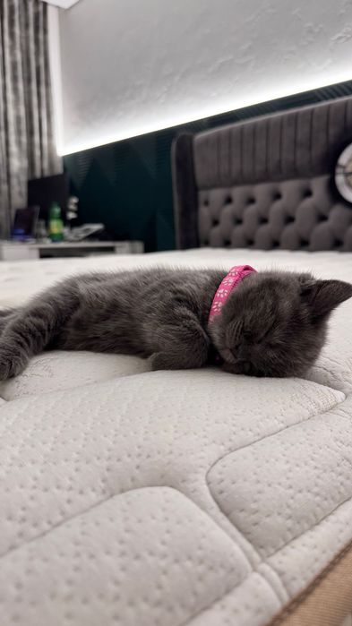 Продам котенка Британку