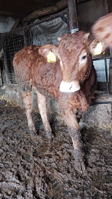 Vitea si taur limuzin