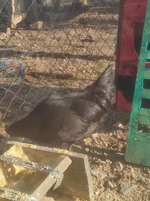 Ouă  Ayam Cemani