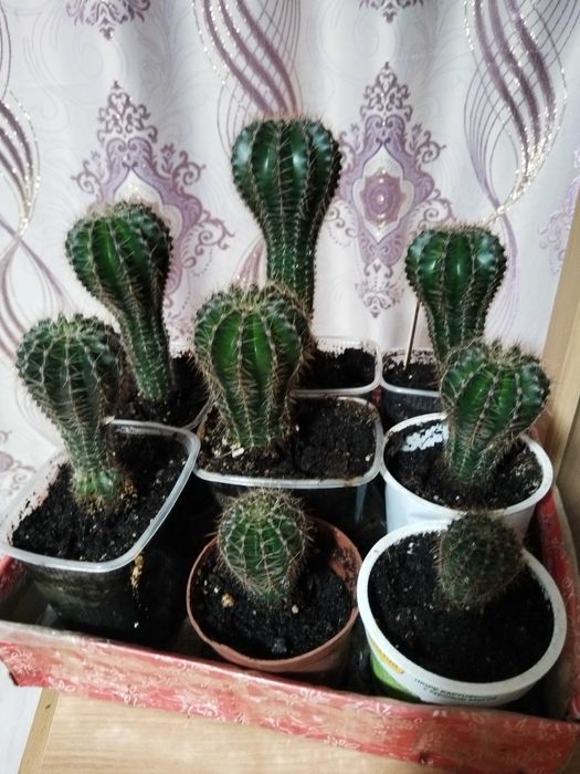 Продам комнатные цветы кактусы