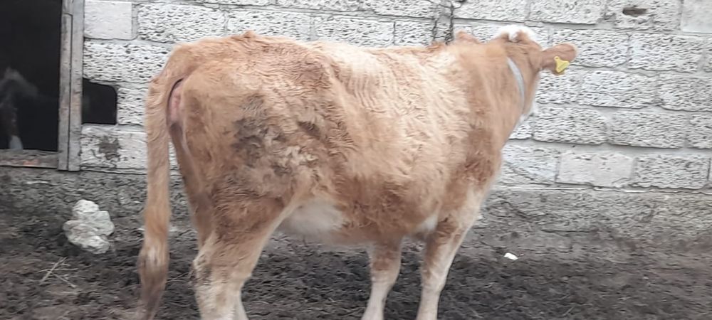 Семиз жас қысыр сиыр сатылады