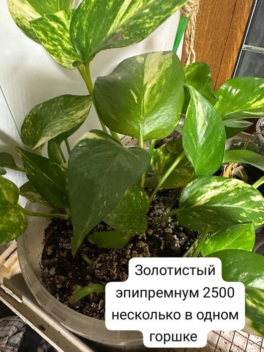 Продам комнатные растения