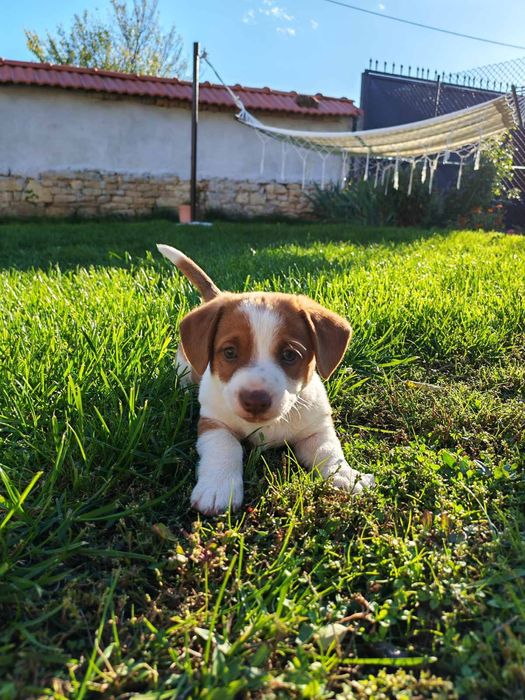 Кръстоска между джак ръсел и дакел