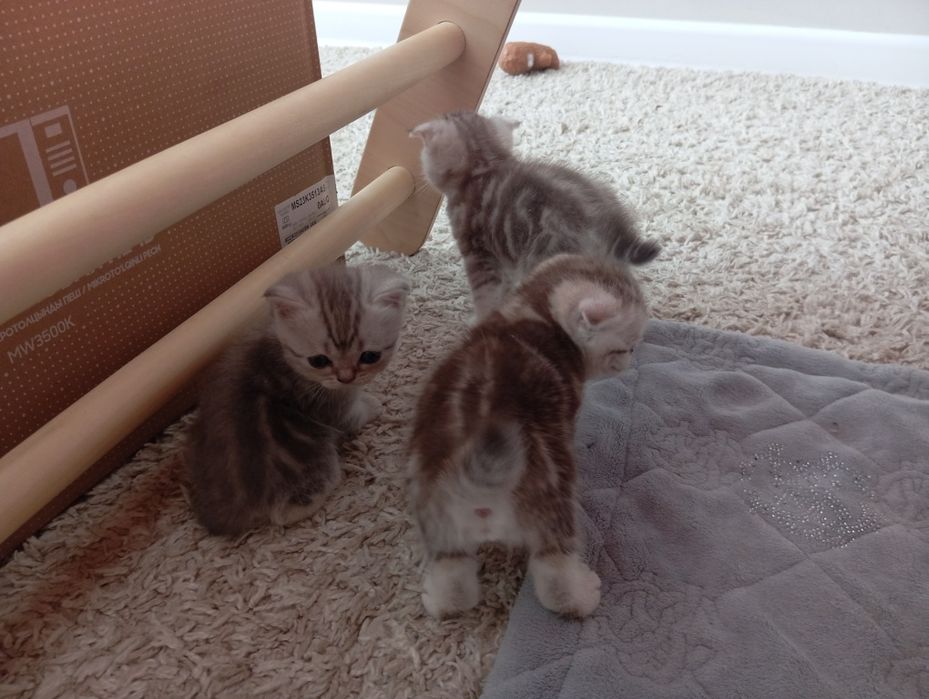 Котята Шотландский Вислоух