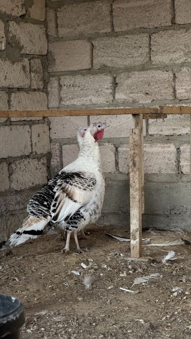 Күркетауықтар сатылады