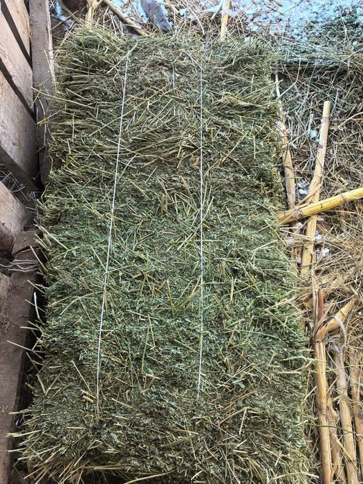 Шөп / жоңышқа    .