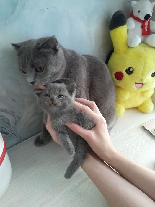 Продаются котята. Британские вислоухие. От правильной вязки.