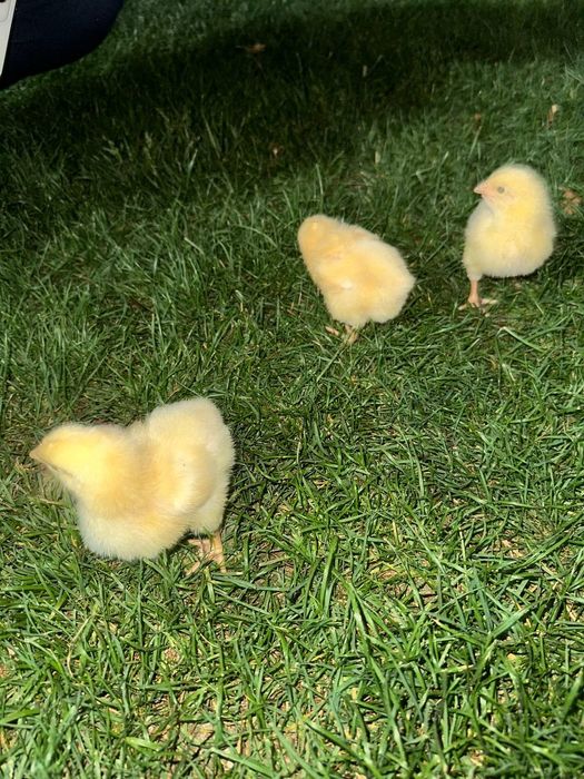 Broller Jojala sotuvda mavjud