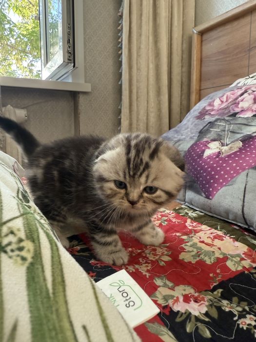 Продам шотладских котят
