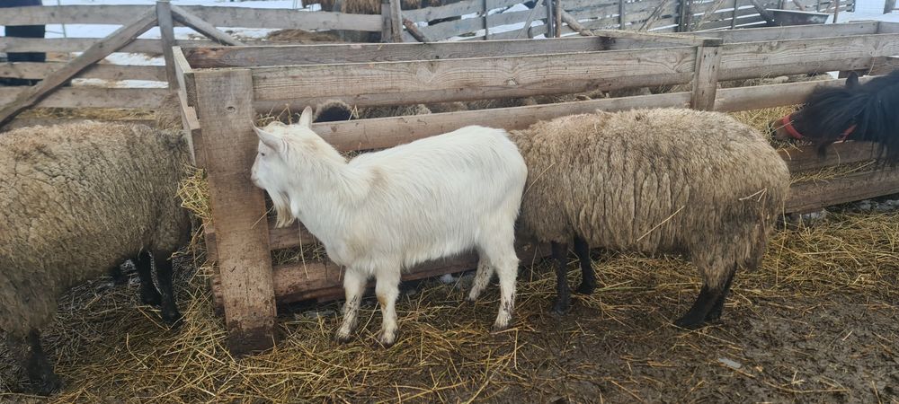 Tap saanen de anul trecut