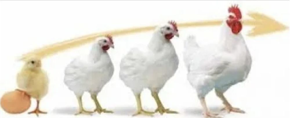 Инкубационные яйца  Бройлер