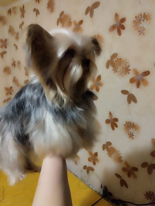 Продам щенка йорка