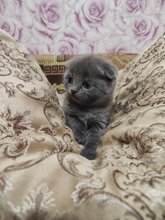 Продам шотландских котят