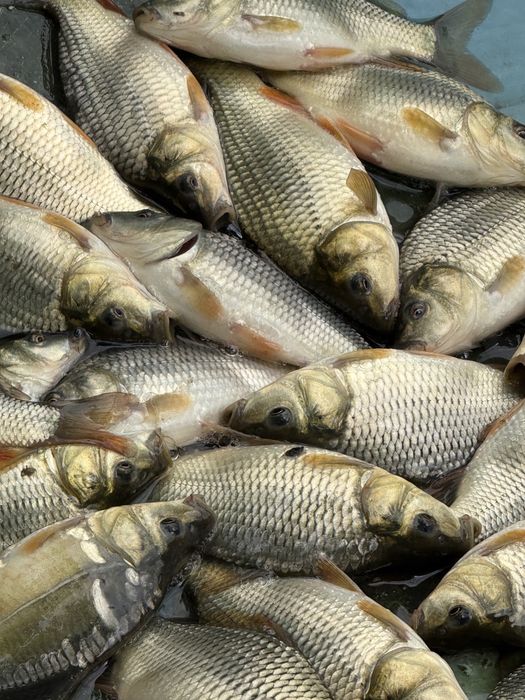 Puiet de crap predezvoltat