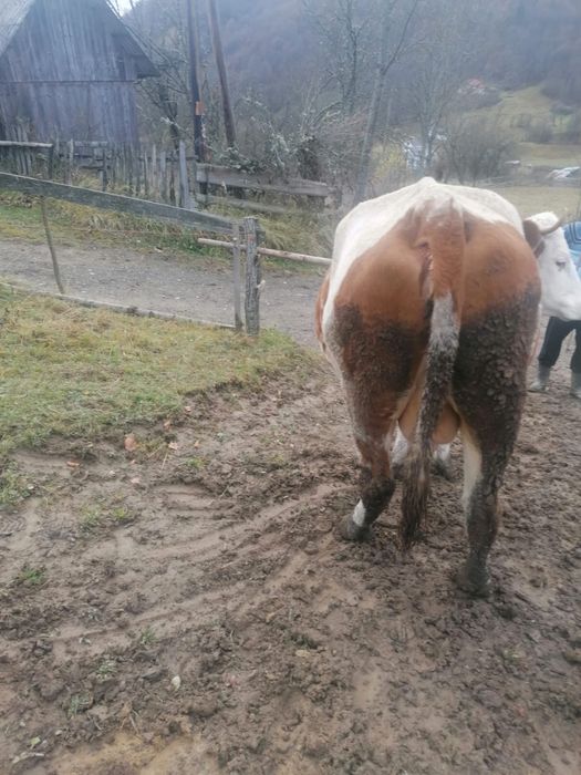 Vaca de vanzare 3 Ani