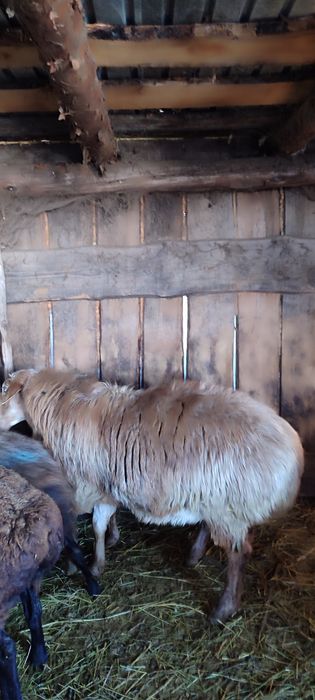 Продам кошкара на племя.