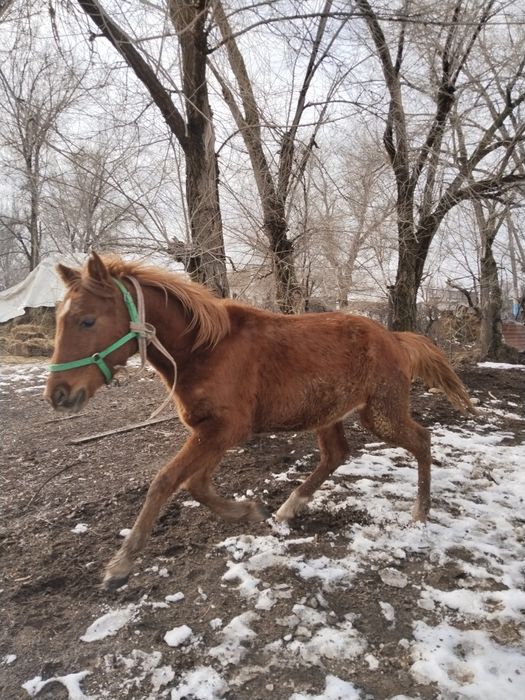 Ассаламуғалаикум үш таи ,біреуі еркек жорға құласы күрең төбел құнан