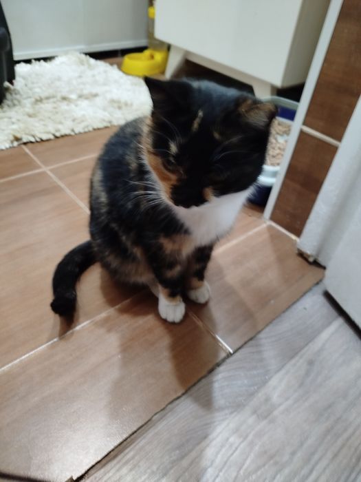 Трёхцветная красавица