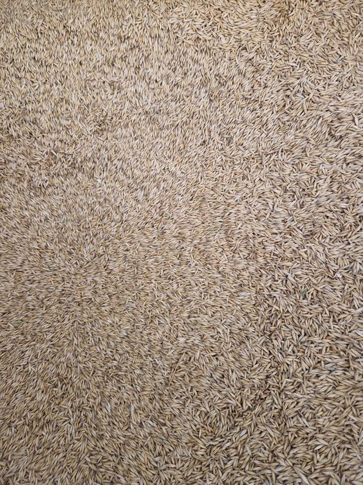 Ovaz de samanta selectat