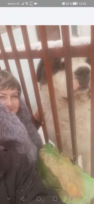 Щенки породы Сенбернар