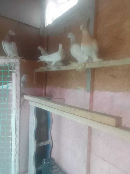 Продадим голубей