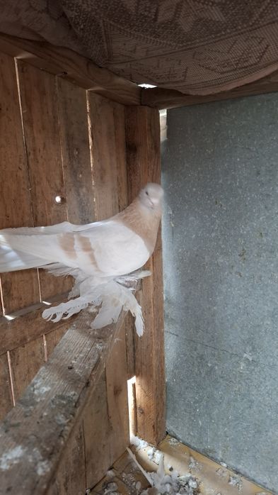 Голуби, көгершін.