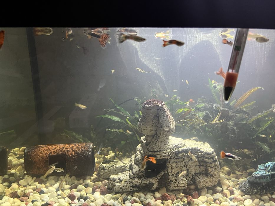 Гупи (мъжки и женски)