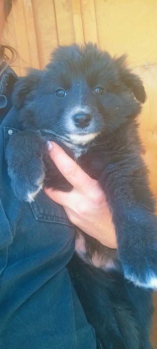 Щенки в свой дом