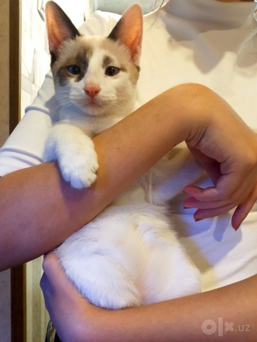 Котёнок в добрые руки