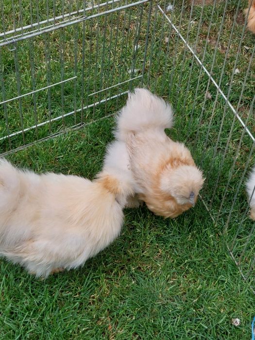 Mătase Japoneză  Albe și Colorate