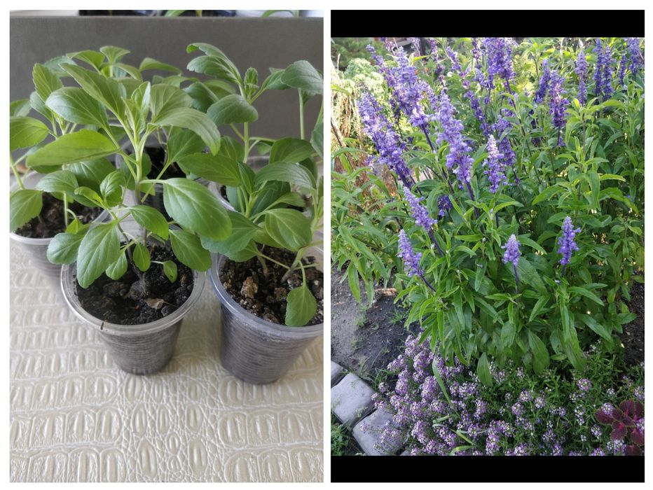 Продам рассаду сальвии Рио