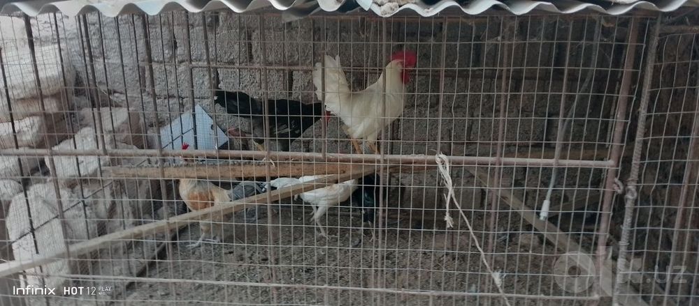 Hurozlar sotiladi sirochni 120dan kami bo