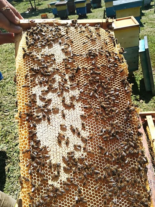 Miere de Salcam , producție 2024