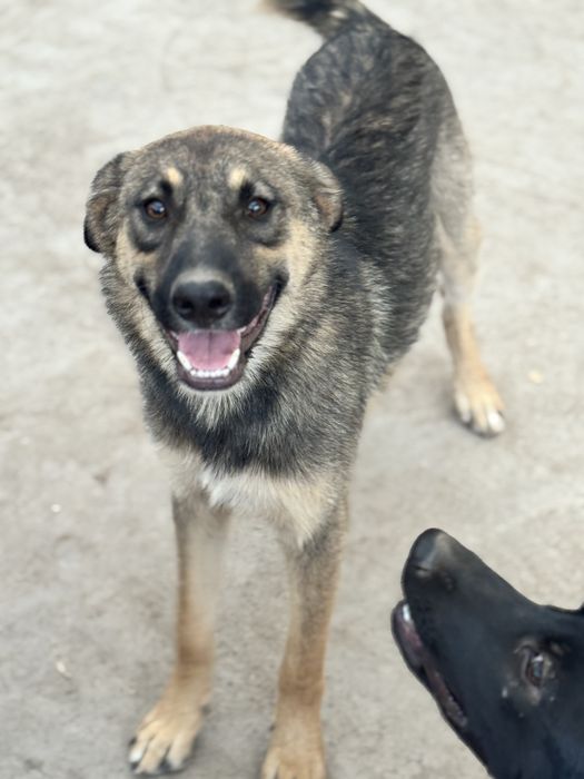 Крупный пёс Макс ищет хозяев!