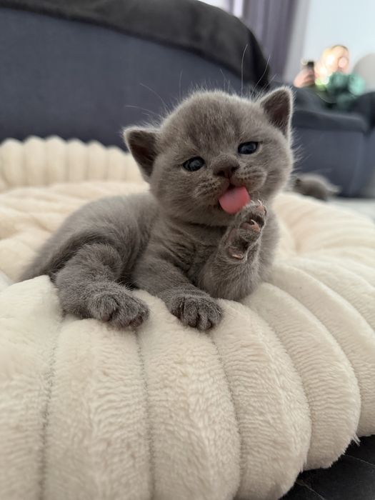 British shorthair blue
