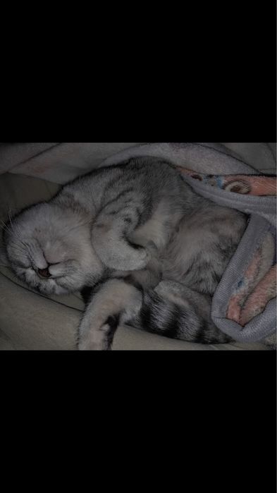 Шотландская  прямоухая кошка