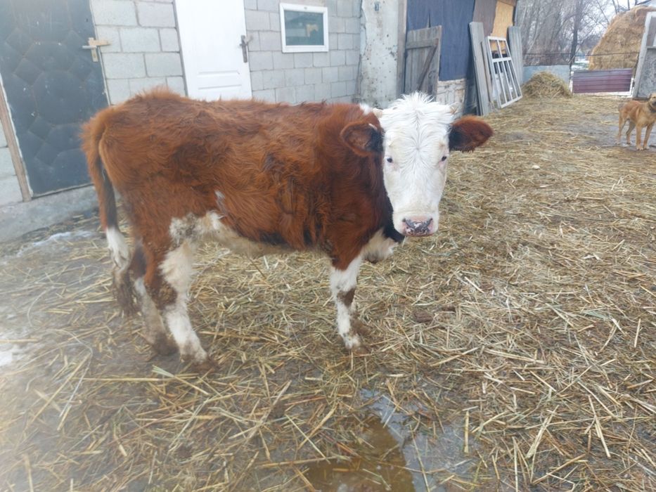 Акбас ургашы сатылады