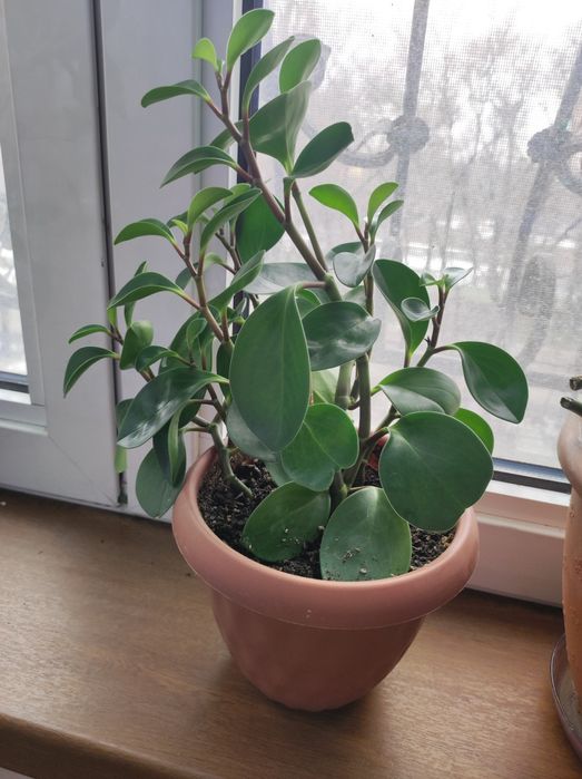 Пеперомия молодой цветочек