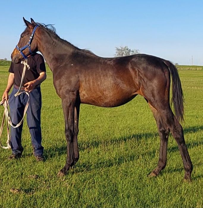 Ағылшын тай Ат Жылқы Лошадь Конь