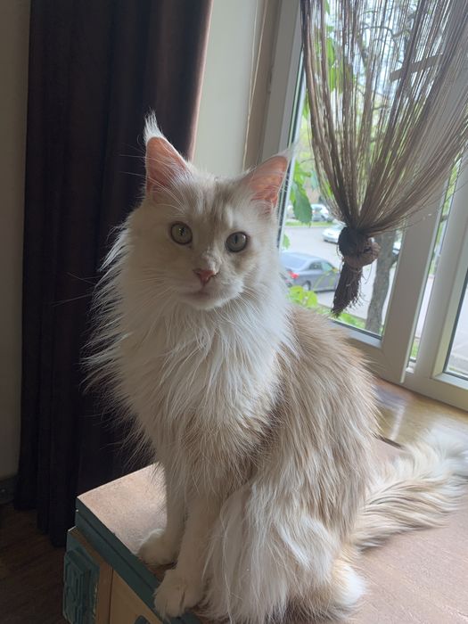 девочка мейнкун с родословной